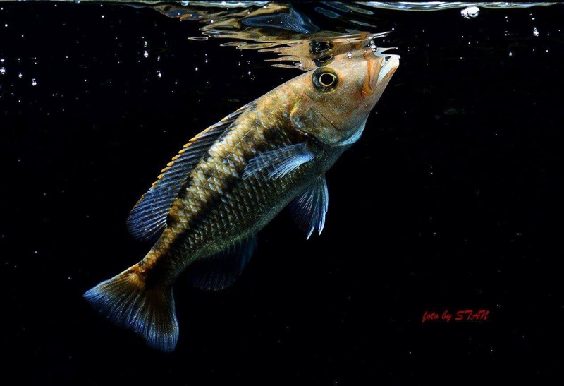 Tyrannochromis macrostoma